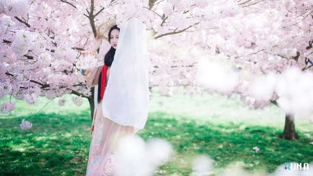 Standing hanfu portrait in Vancouver: Subject under full bloom cherry trees holding white veil at Larry Berg Flight Path Park in Richmond BC 2025.
