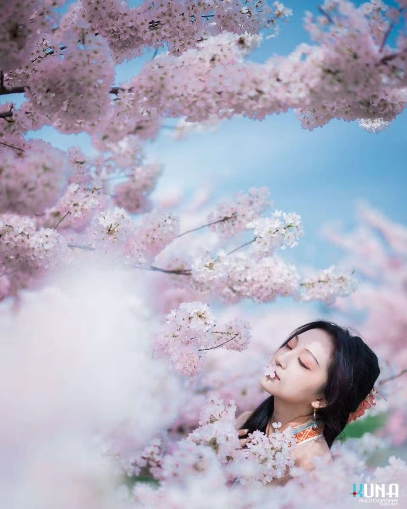 Sunlit hanfu photography in Metro Vancouver: Model gazing thoughtfully under a bright cherry blossom arch and blue sky at Larry Berg Flight Path Park BC.