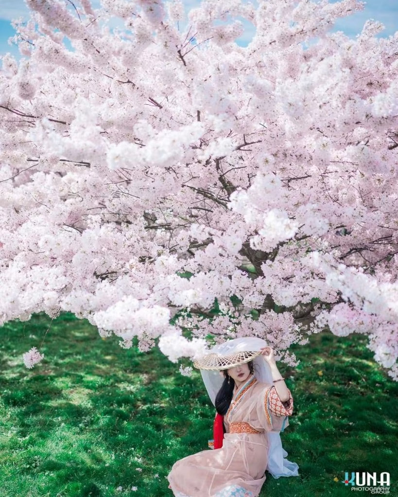 Wide shot hanfu portrait in Metro Vancouver: Model seated under a single grand cherry tree at Larry Berg Flight Path Park Richmond BC 2025.