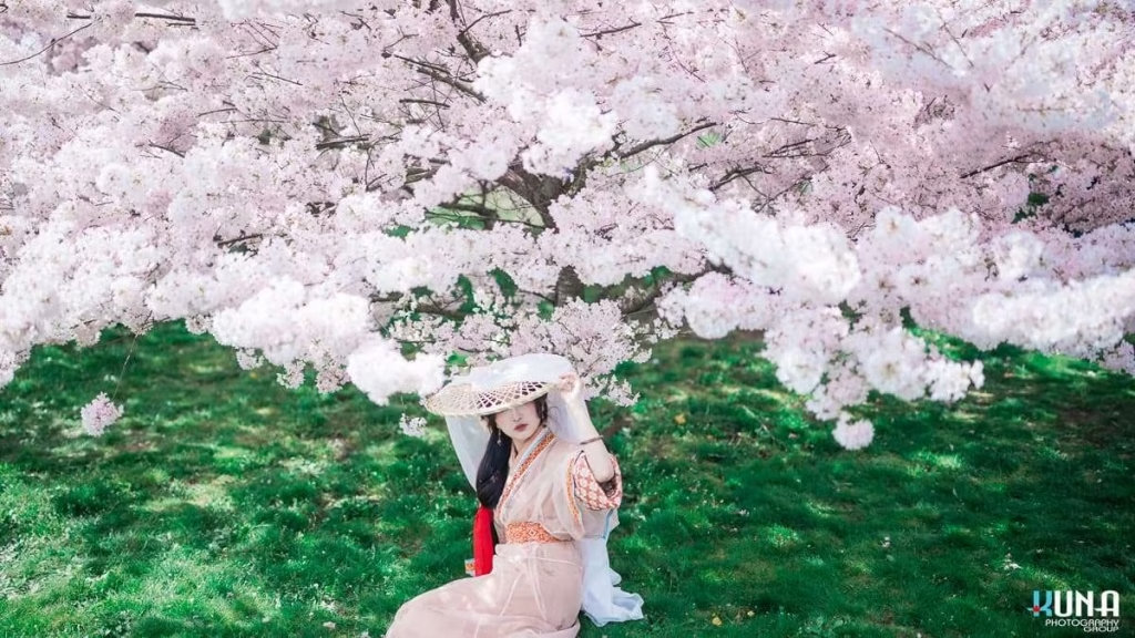 Atmospheric wide-angle hanfu portrait in Richmond: Subject seated among widespread cherry blossoms wearing a veiled hat at Larry Berg Flight Path Park Vancouver 2025.